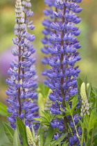 Lupin, Lupinus, Purple coloured flowers growing outdoor.