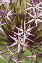 Allium, Allium christophii, Close up of section of flowerhead growing outdoor.