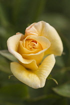 Rose, Rosa 'Goldbusch, Side view of yellow flower growing outdoor.