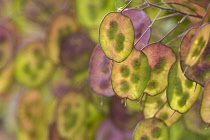 Honesty, Lunaria annua, Sunlight through seedheads illuminating the colours in garden border.