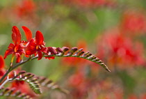 Crocosmia, Montbretia 'Lucifer', Red coloured flower growing outdoor.