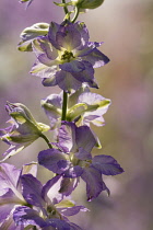 Delphinium, Larkspur, Growing oputdoor backlit with raindrops.