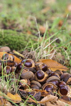 Horse chestnut, Japanese horse chestnut, Aesculus turbinata, Fallen conkers in shells beside tree, North Yorkshire, October.