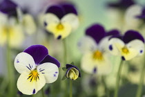 Viola, Viola 'Sorbet' XP Lemon Royale, Tiny delicate pansy flowers growing outdoor.