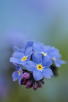 Forget-me-not, Myosotis arvensis, Blue coloured flowers growing outdoor.