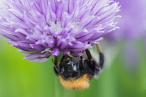 Chive, Allium schoenoprasum, Tree Bumble Bee, Bombus hypnorum, feeding  on flower in a garden border.