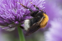 Chive, Allium schoenoprasum, Tree Bumble Bee, Bombus hypnorum, feeding  on flower in a garden border.