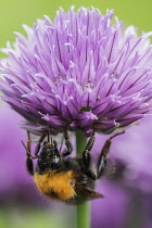 Chive, Allium schoenoprasum, Tree Bumble Bee, Bombus hypnorum, feeding  on flower in a garden border.