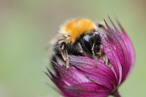 Astrantia, Masterwort,  Tree Bumble Bee, Bombus hypnorum, feeding on flower.