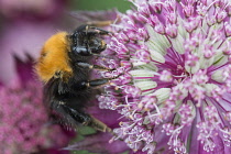 Astrantia, Masterwort, Tree Bumble Bee, Bombus hypnorum, feeding on flower.