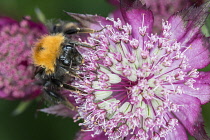 Astrantia, Masterwort, Tree Bumble Bee, Bombus hypnorum, feeding on flower.