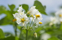 Potato, Solanum tuberosum, Flowering crop plant.