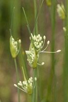 Keeled garlic, Allium carinatum subsp pulchellum, Tiny buds unfurling from papery cases.
