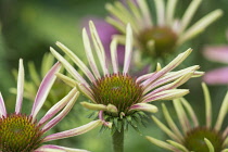 Echinacea, Coneflower, Purple coneflower, Echinacea purpurea, Flowers growing outdoor.