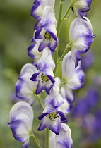 Purple wolf's bane 'Bicolor', Aconitum cammarum 'Bicolor', Monkshood, Wolfsbane, Purple and white flowers growing outdoor.