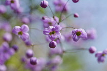 Meadow rue, Chinese meadow rue, Thalictrum delavayi, Tiny pink coloured flowers growing outdoor.