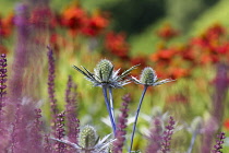 Sea holly, Eryngium, Growing outdoor amongst colourful array of flowers.
