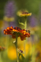 Helens flower, Sneezeweed, Honey bee, Apis mellifera, resting on a Sneezewort flower.