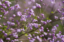 Meadow rue, Chinese meadow rue, Thalictrum delavayi, Tiny pink coloured flowers growing outdoor.