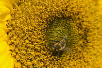 Sunflower, Helianthus, Honey bee, Apis Mellifera, pollinating a flower.
