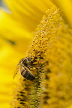 Sunflower, Helianthus, Honey bee, Apis Mellifera, pollinating a flower.