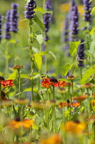 Helens Flower, Sneezeweed, Helenium, Sneezewort flowers in a border with Blue Agastache, Hyssop.