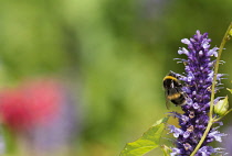 Hyssop, Anise hyssop, Agastache foeniculum, White-tailed Bumble bee, Bombus lucorum,  feeding on flower.