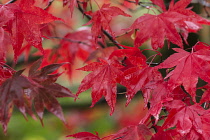 Maple, Japanese maple, Acer palmatum, Bright red autumn leaves wet after rain.