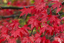 Maple, Japanese maple, Acer palmatum, Bright red autumn leaves wet after rain.