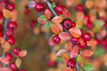 Cotoneaster, Red  berries & autumn coloured leaves growing outdoor.