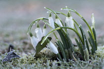 Snowdrop, Common snowdrop, Galanthus nivalis, Frost covered Snowdrops bending forward with ice drops.