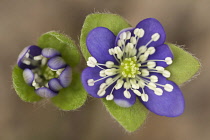 Hepatica, Hepatica nobilis, Aerial view of two delicate flowers opening.