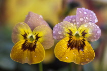 Viola Viola Viola cornata Deltini series Violas, Viola Dentini, Pansy, close up of two flowers covered in rain drops