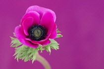 Anemone, Poppy windflower, Anemone coronaria 'De Caen', Single intensly coloured pink flower.