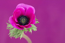 Anemone, Poppy windflower, Anemone coronaria 'De Caen', Single intensly coloured pink flower.