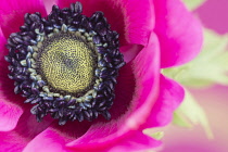 Anemone, Poppy windflower, Anemone coronaria 'De Caen', Single intensly coloured pink flower.