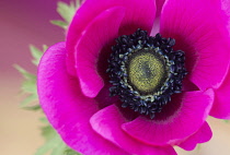 Anemone, Poppy windflower, Anemone coronaria 'De Caen', Single intensly coloured pink flower.