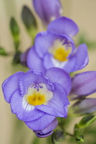 Freesia, Close up studio shot of purple and yellow flowers.