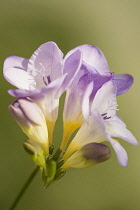 Freesia, Close up studio shot of mauve coloured flower.