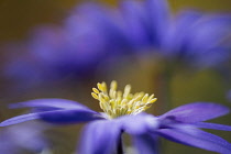 Anemone, Anemone blanda, Windflower Anemone blanda, Side view of single flower growing outdoor.