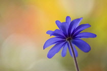 Anemone, Anemone blanda, Windflower Anemone blanda, Side view of single flower growing outdoor.