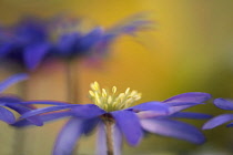 Anemone, Anemone blanda, Windflower Anemone blanda, Side view of single flower growing outdoor showing yellow stamen.