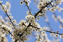 Blackthorn, Sloe, Prunus spinosa, White blossoms against blue sky.