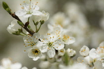 Blackthorn, Sloe, Prunus spinosa, White blossoms growing outdoor.