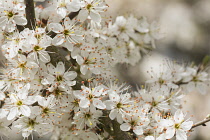 Blackthorn, Sloe, Prunus spinosa, White blossoms growing outdoor.