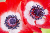 Anemone, Poppy windflower, Anemone coronaria 'De Caen', Two intensly coloured single flowers growing outdoor.