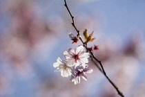 Cherry, Rosebud cherry 'Autumnalis', Prunus x subhirtella 'Autmnalis', Winter Cherry pink blossoms growing outdoor.