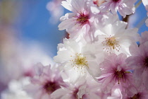 Cherry, Rosebud cherry 'Autumnalis', Prunus x subhirtella 'Autmnalis', Winter Cherry pink blossoms growing outdoor.