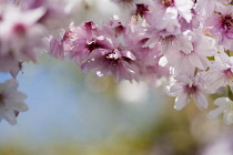 Cherry, Rosebud cherry 'Autumnalis', Prunus x subhirtella 'Autmnalis', Winter Cherry pink blossoms growing outdoor.