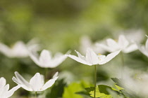 Anemone, Wood anemone, Anemone nemorosa, Cluster of white flowers backlit in woodland.